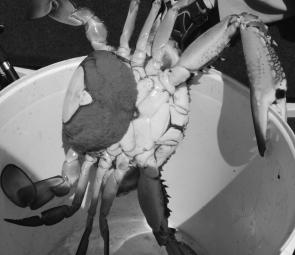 A big female crab ‘in berry’ – full of eggs – about to be released, as the law requires. This month blue swimmer crabs should be all over the place after an early start to the season.